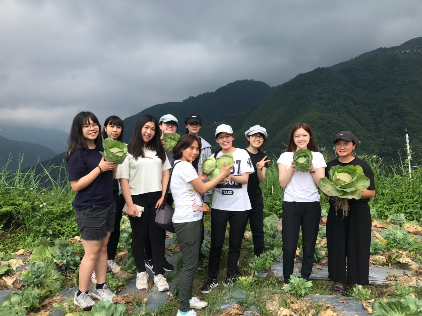 圖三、四：採收時保留最外層非食用的綠葉，以「留根」的方式回饋土地的滋養。