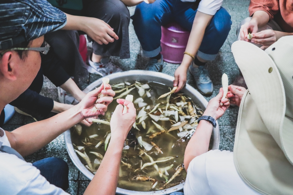 下田挖掘惡地特有農產─葛鬱金，並體驗葛鬱金粉製作流程，嘗試改善其生產困境