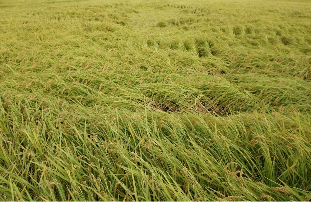 後壁區倒伏的水稻田(第二段結尾；pathogens disperse in the air and infect rice.後)