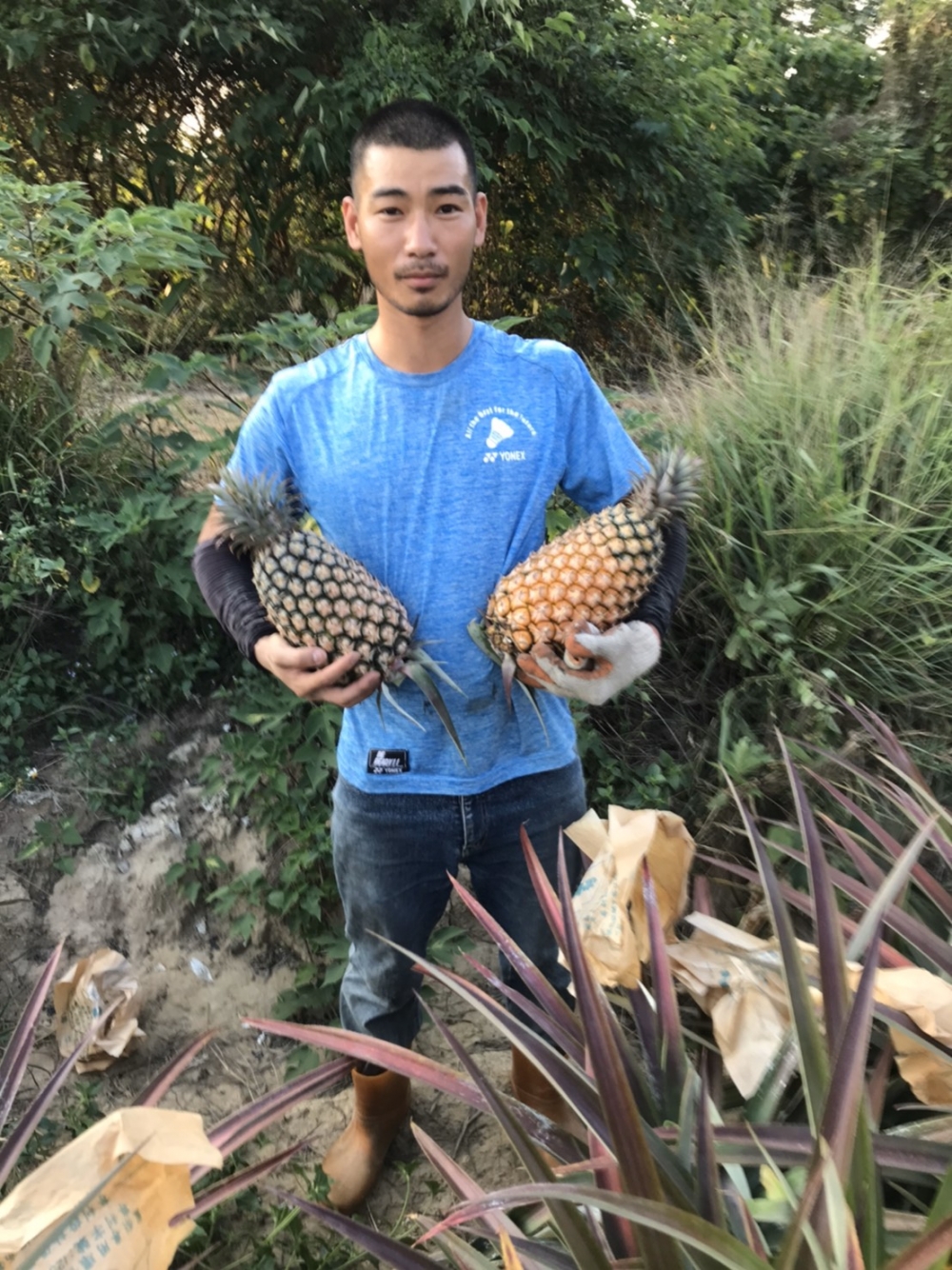 青農彭威凱與他的鳳梨田