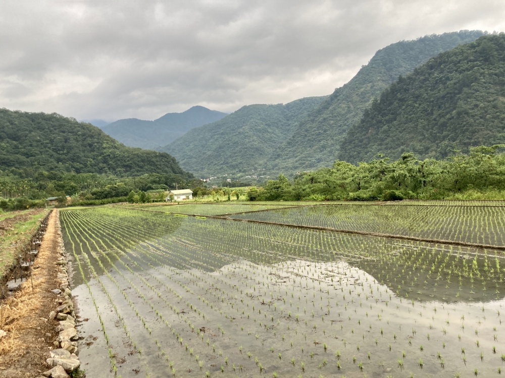 清流部落歷經民國65到67年的土地重劃