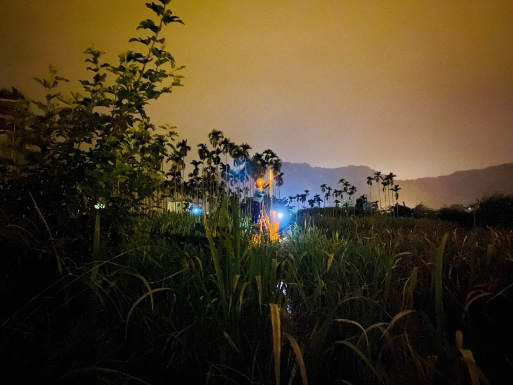 夜間茭白筍田田野調查實景