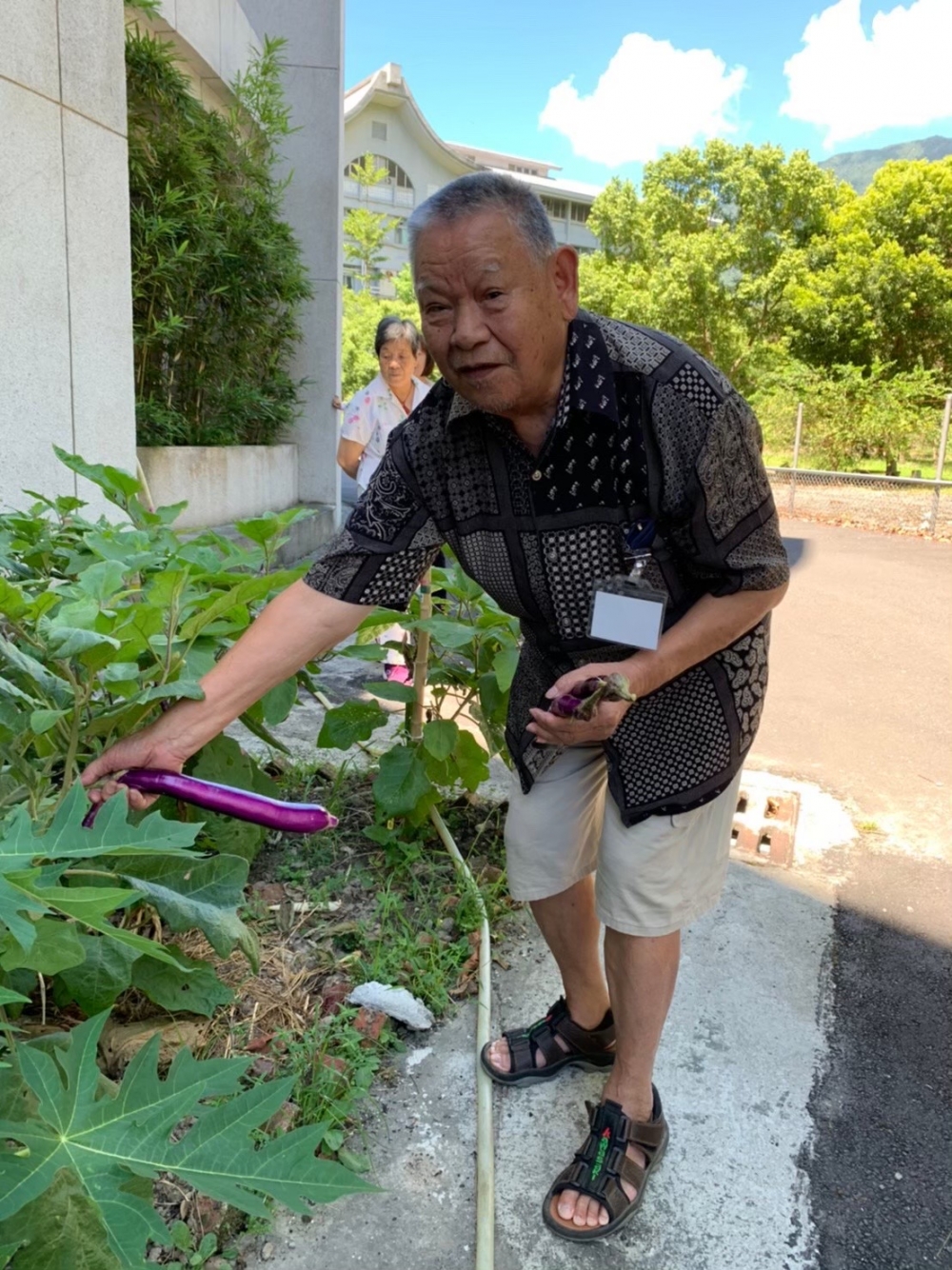 每月固定辦理「長者認知及園藝治療課程」，照片為長者正在拔自己辛苦種好的茄子。