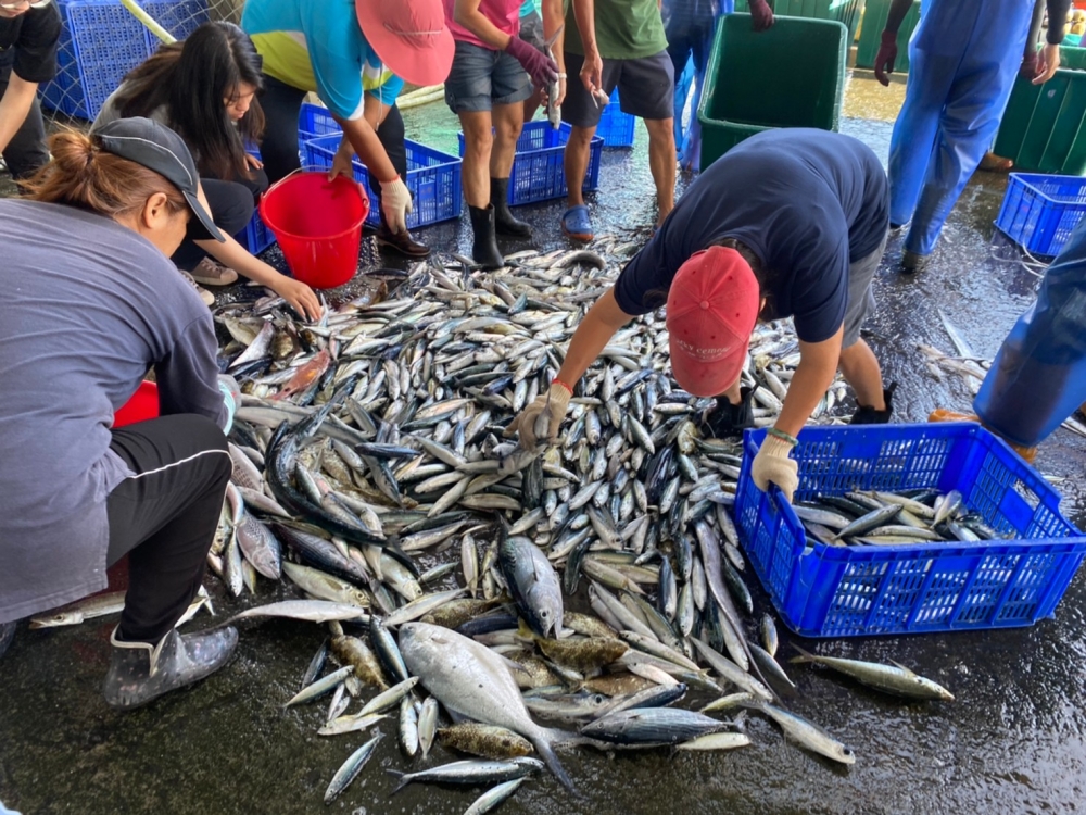 東岳部落在地傳統搶魚文化。